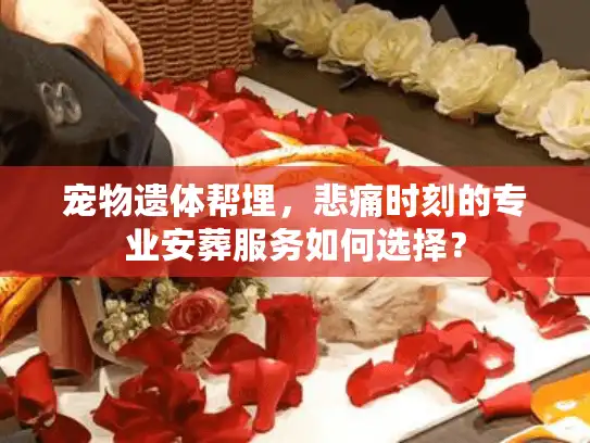 宠物遗体帮埋，悲痛时刻的专业安葬服务如何选择？