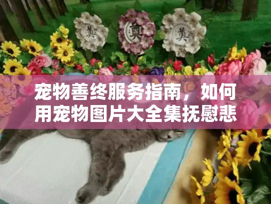 宠物善终服务指南，如何用宠物图片大全集抚慰悲伤心灵？