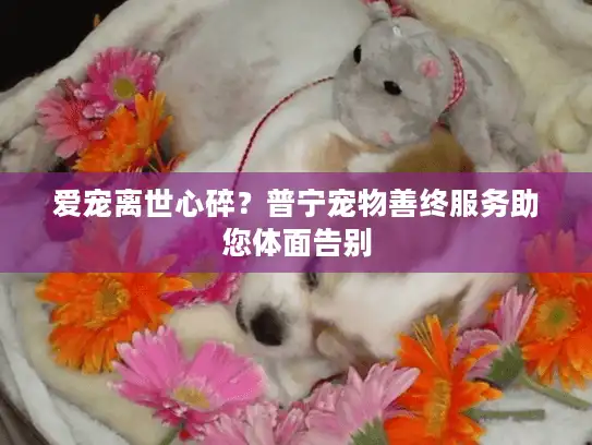 爱宠离世心碎？普宁宠物善终服务助您体面告别