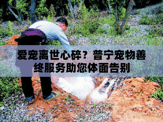 爱宠离世心碎？普宁宠物善终服务助您体面告别