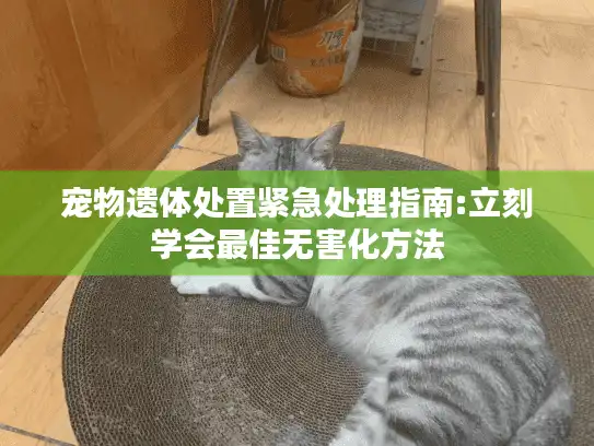 宠物遗体处置紧急处理指南:立刻学会最佳无害化方法