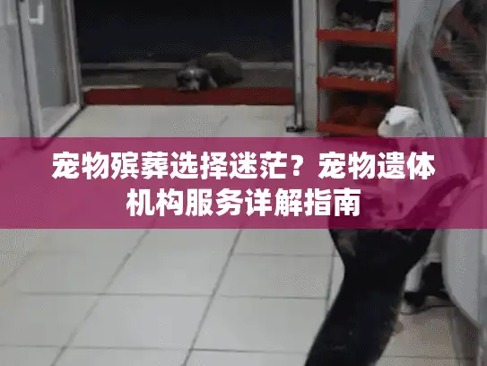 宠物殡葬选择迷茫？宠物遗体机构服务详解指南