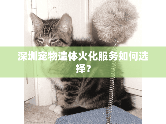 深圳宠物遗体火化服务如何选择？