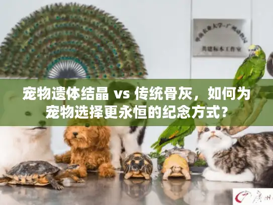 宠物遗体结晶 vs 传统骨灰，如何为宠物选择更永恒的纪念方式？