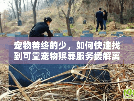 宠物善终的少，如何快速找到可靠宠物殡葬服务缓解离别伤痛？