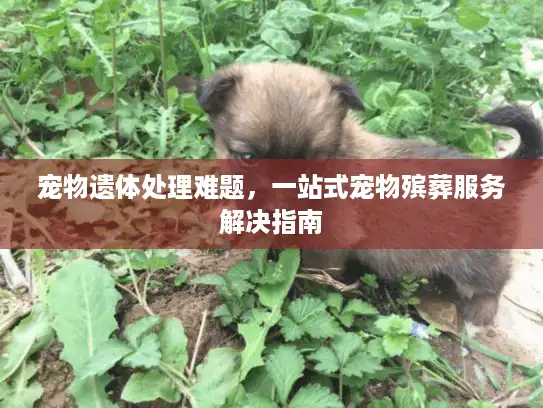 宠物遗体处理难题,一站式宠物殡葬服务解决指南 宠物遗体处理难题,一站式宠物殡葬服务解决指南