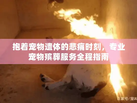 抱着宠物遗体的悲痛时刻,专业宠物殡葬服务全程指南 抱着宠物遗体的悲痛时刻,专业宠物殡葬服务全程指南