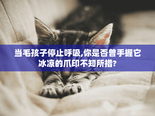 当毛孩子停止呼吸,你是否曾手握它冰凉的爪印不知所措?