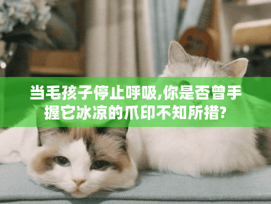 当毛孩子停止呼吸,你是否曾手握它冰凉的爪印不知所措?