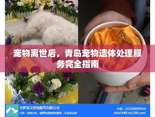 宠物离世后，青岛宠物遗体处理服务完全指南