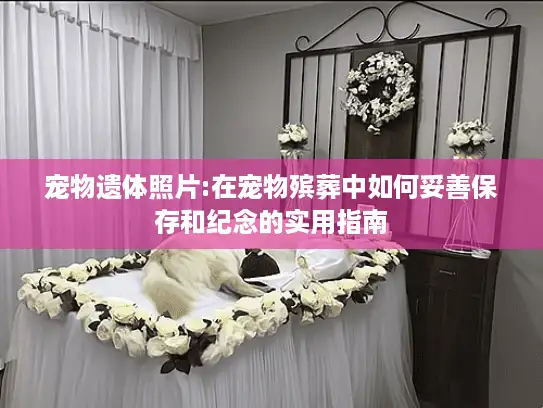 宠物遗体照片:在宠物殡葬中如何妥善保存和纪念的实用指南