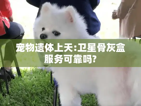 宠物遗体上天:卫星骨灰盒服务可靠吗?