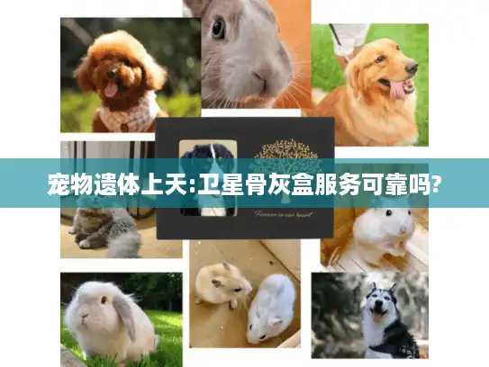 宠物遗体上天:卫星骨灰盒服务可靠吗?