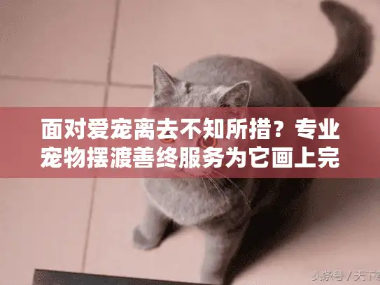 面对爱宠离去不知所措？专业宠物摆渡善终服务为它画上完美句号