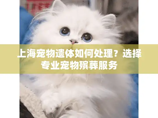 上海宠物遗体如何处理？选择专业宠物殡葬服务