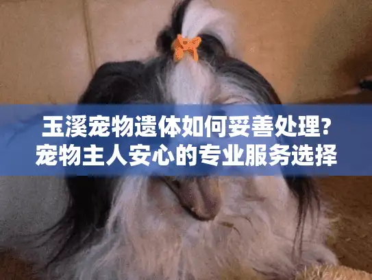 玉溪宠物遗体如何妥善处理?宠物主人安心的专业服务选择