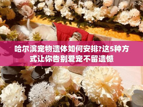 哈尔滨宠物遗体如何安排?这5种方式让你告别爱宠不留遗憾
