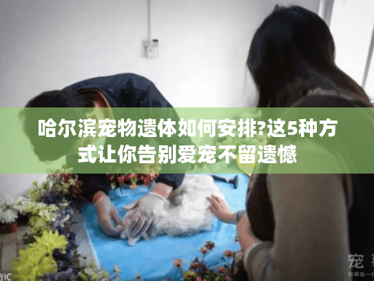 哈尔滨宠物遗体如何安排?这5种方式让你告别爱宠不留遗憾