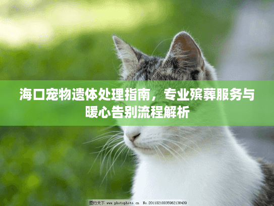 海口宠物遗体处理指南,专业殡葬服务与暖心告别流程解析 海口宠物遗体处理指南,专业殡葬服务与暖心告别流程解析