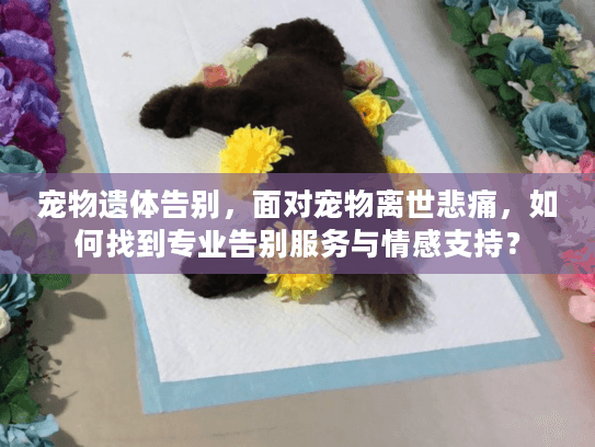 宠物遗体告别，面对宠物离世悲痛，如何找到专业告别服务与情感支持？