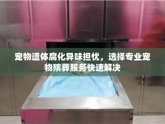 宠物遗体腐化异味担忧，选择专业宠物殡葬服务快速解决