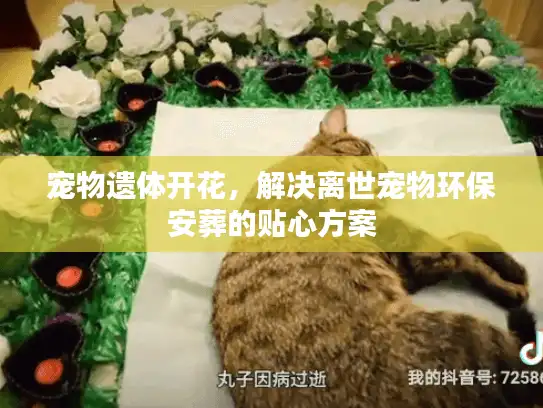 宠物遗体开花,解决离世宠物环保安葬的贴心方案 宠物遗体开花,解决离世宠物环保安葬的贴心方案