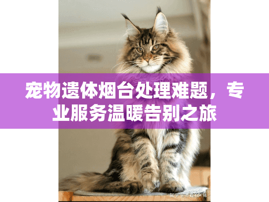 宠物遗体烟台处理难题，专业服务温暖告别之旅