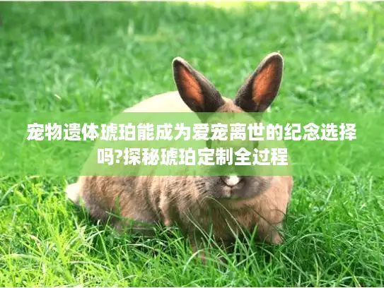 宠物遗体琥珀能成为爱宠离世的纪念选择吗?探秘琥珀定制全过程 宠物遗体琥珀能成为爱宠离世的纪念选择吗?探秘琥珀定制全过程