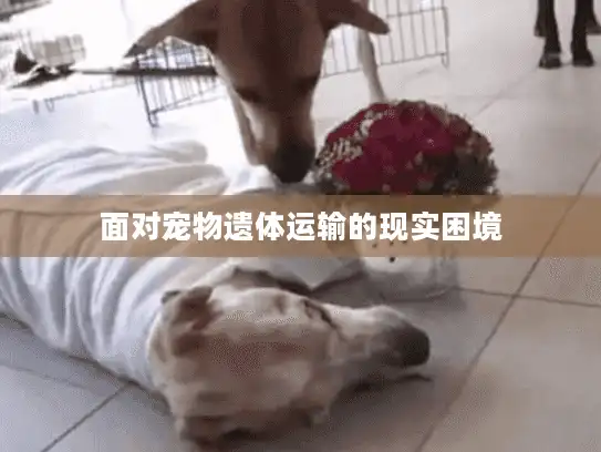 面对宠物遗体运输的现实困境