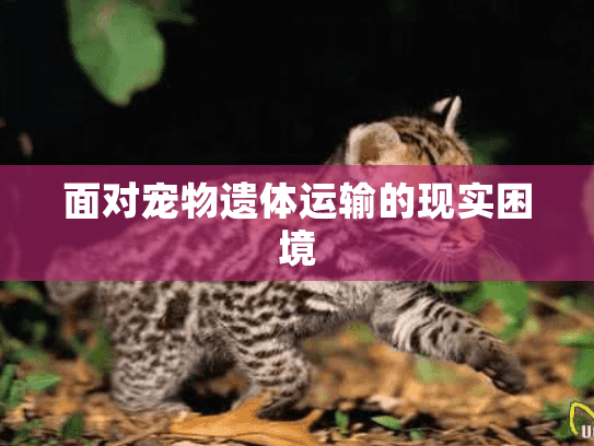 面对宠物遗体运输的现实困境