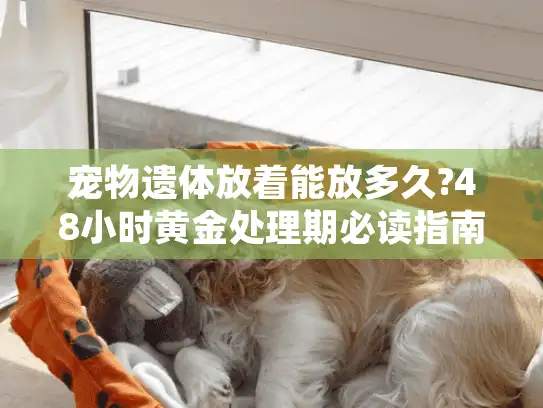 宠物遗体放着能放多久?48小时黄金处理期必读指南