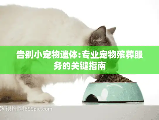 告别小宠物遗体:专业宠物殡葬服务的关键指南
