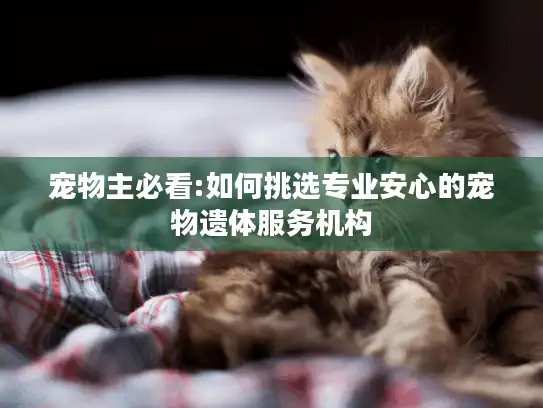 宠物主必看:如何挑选专业安心的宠物遗体服务机构 宠物主必看:如何挑选专业安心的宠物遗体服务机构