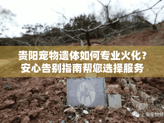 贵阳宠物遗体如何专业火化？安心告别指南帮您选择服务