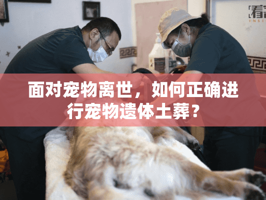 面对宠物离世，如何正确进行宠物遗体土葬？