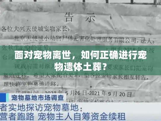 面对宠物离世，如何正确进行宠物遗体土葬？