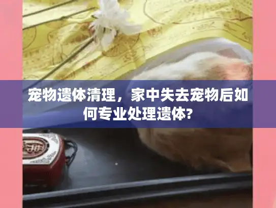 宠物遗体清理，家中失去宠物后如何专业处理遗体?