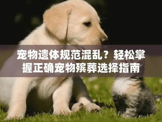 宠物遗体规范混乱？轻松掌握正确宠物殡葬选择指南