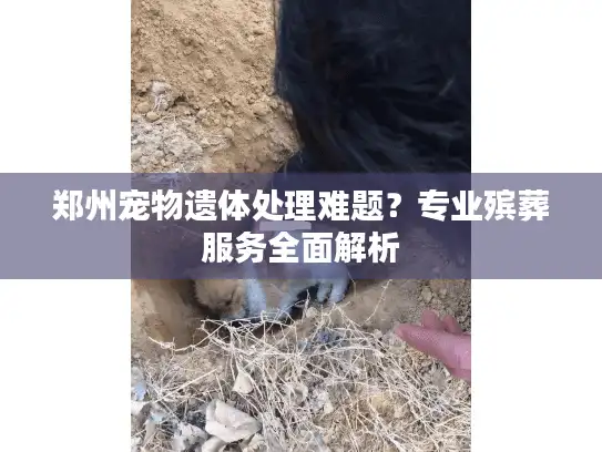 郑州宠物遗体处理难题？专业殡葬服务全面解析