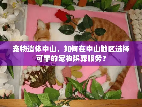 宠物遗体中山,如何在中山地区选择可靠的宠物殡葬服务? 宠物遗体中山,如何在中山地区选择可靠的宠物殡葬服务?