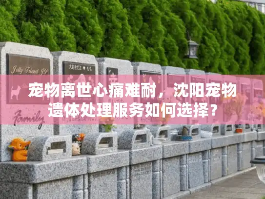 宠物离世心痛难耐，沈阳宠物遗体处理服务如何选择？