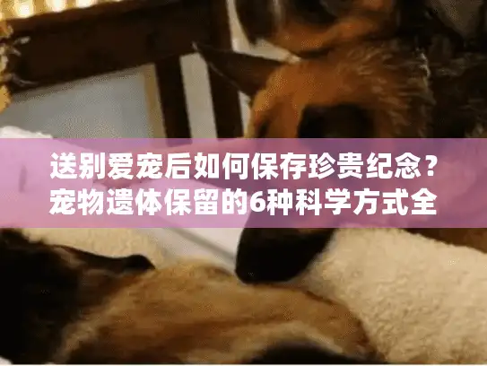送别爱宠后如何保存珍贵纪念？宠物遗体保留的6种科学方式全解析