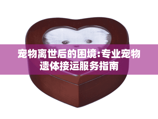 宠物离世后的困境:专业宠物遗体接运服务指南