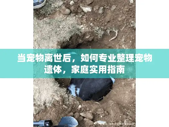当宠物离世后,如何专业整理宠物遗体,家庭实用指南 当宠物离世后,如何专业整理宠物遗体,家庭实用指南