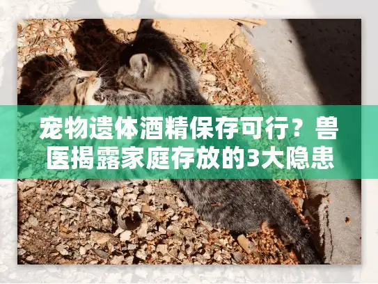 宠物遗体酒精保存可行？兽医揭露家庭存放的3大隐患及专业方案