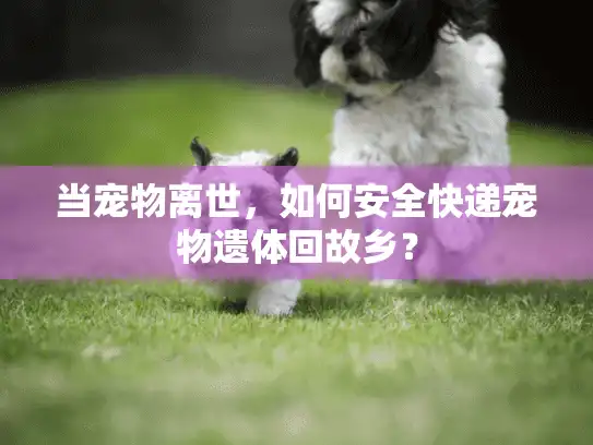 当宠物离世，如何安全快递宠物遗体回故乡？