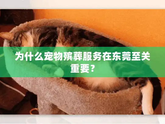 为什么宠物殡葬服务在东莞至关重要? 为什么宠物殡葬服务在东莞至关重要?