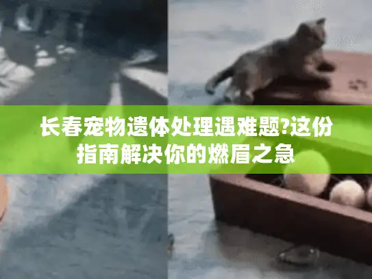 长春宠物遗体处理遇难题?这份指南解决你的燃眉之急