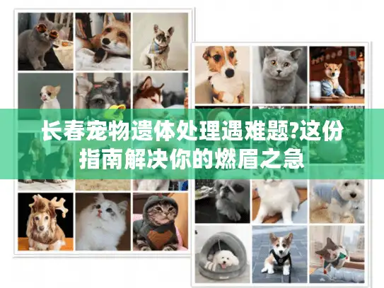 长春宠物遗体处理遇难题?这份指南解决你的燃眉之急