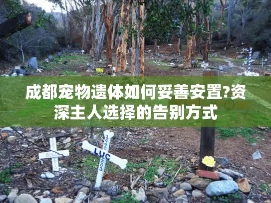 成都宠物遗体如何妥善安置?资深主人选择的告别方式